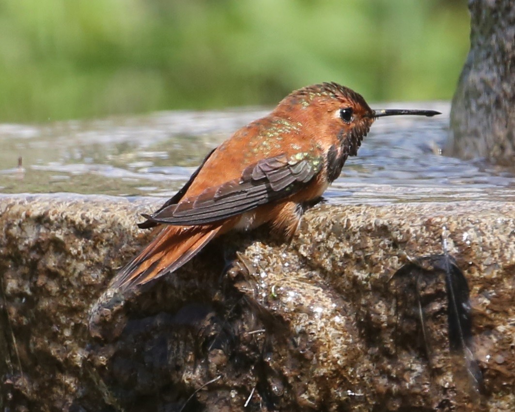 Colibrí Rufo - ML620298932