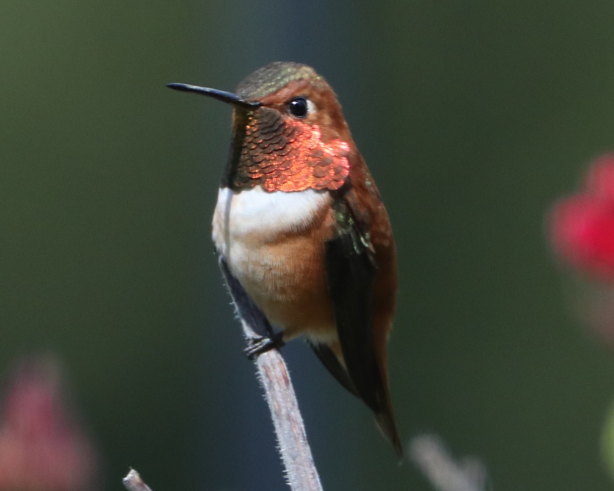 Rufous Hummingbird - ML620298935