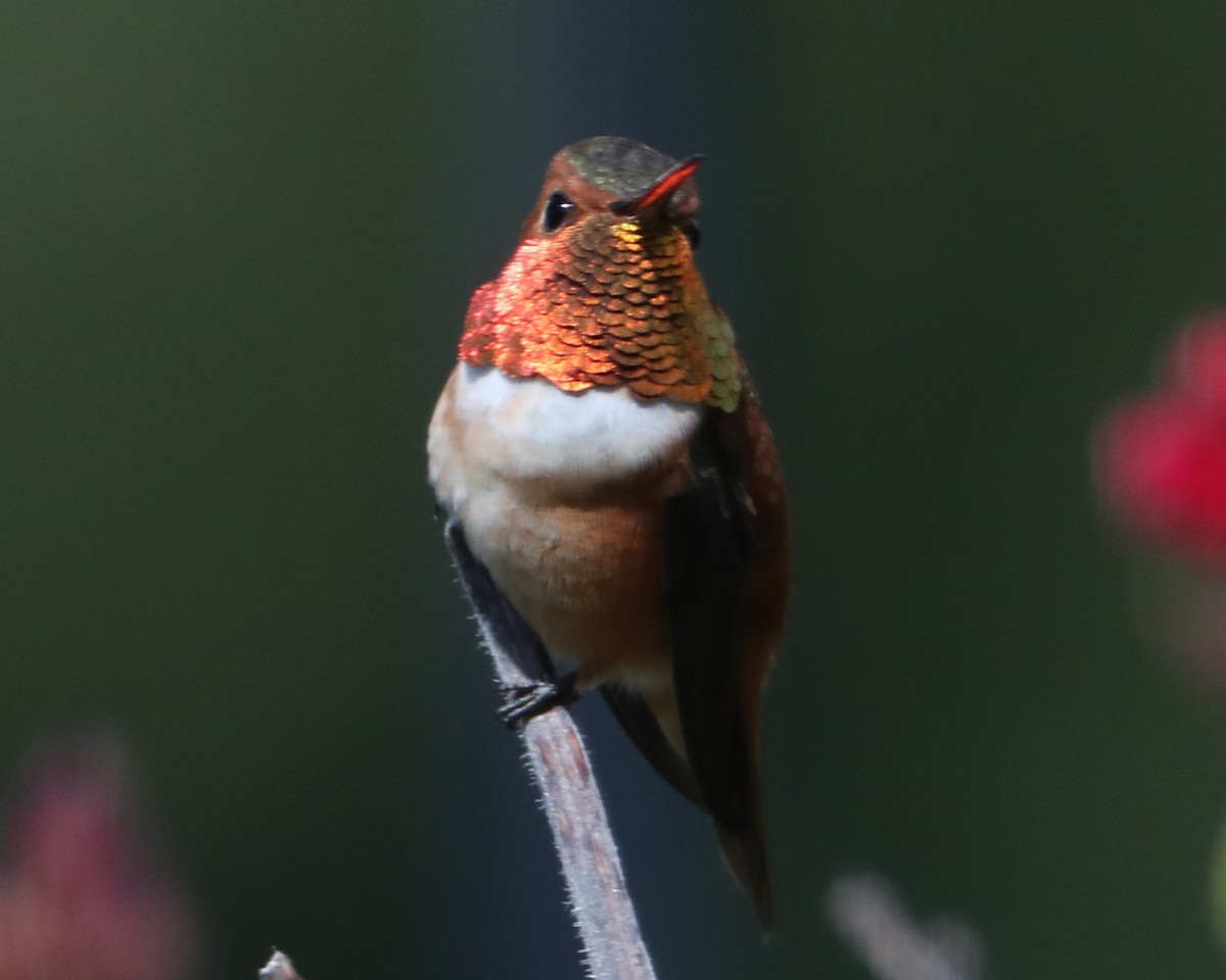 Rufous Hummingbird - ML620298936