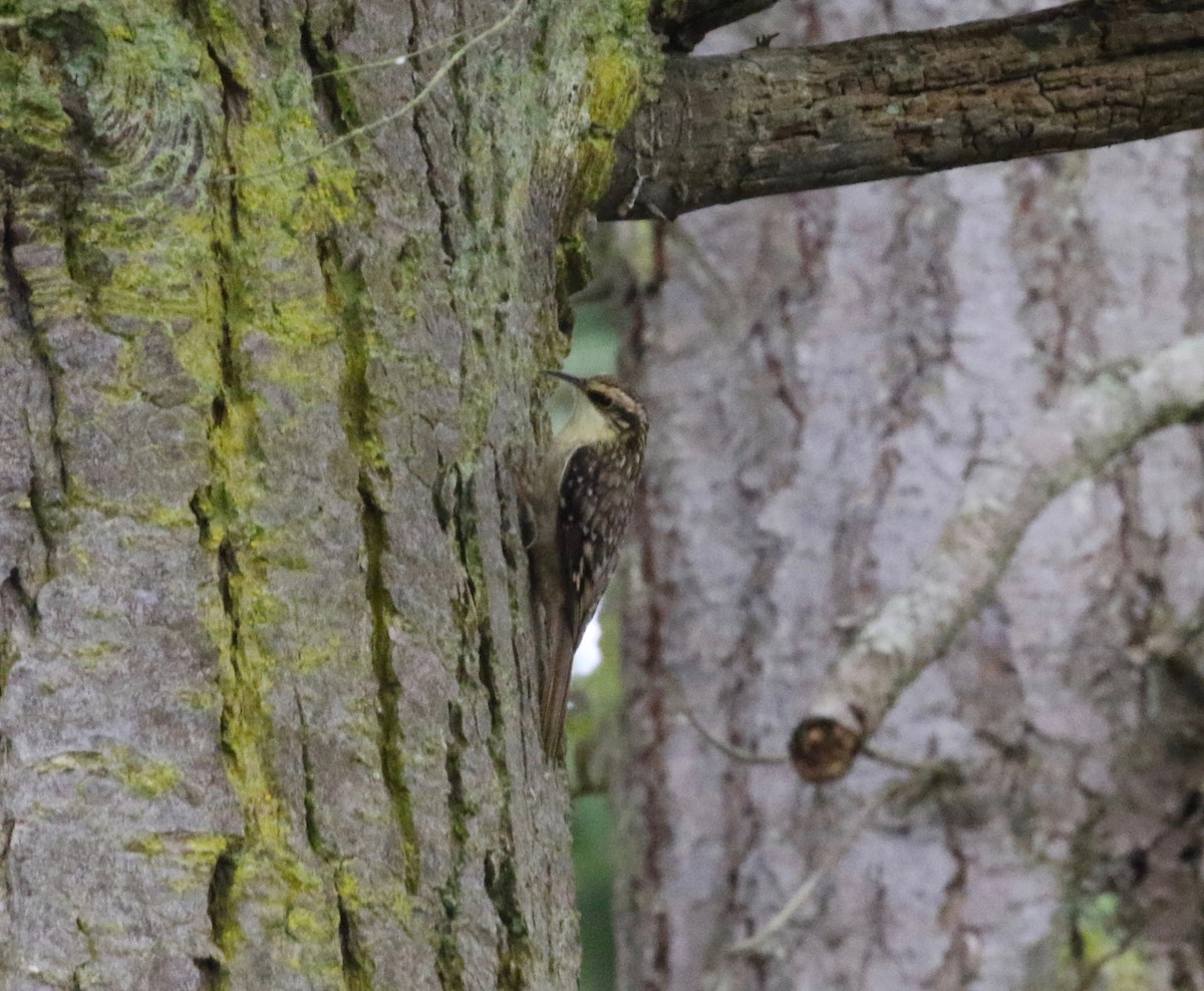 Brown Creeper - ML620298937