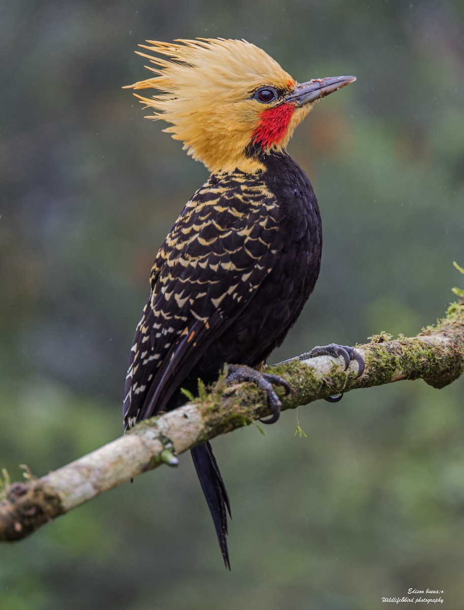 Blond-crested Woodpecker - ML620298940