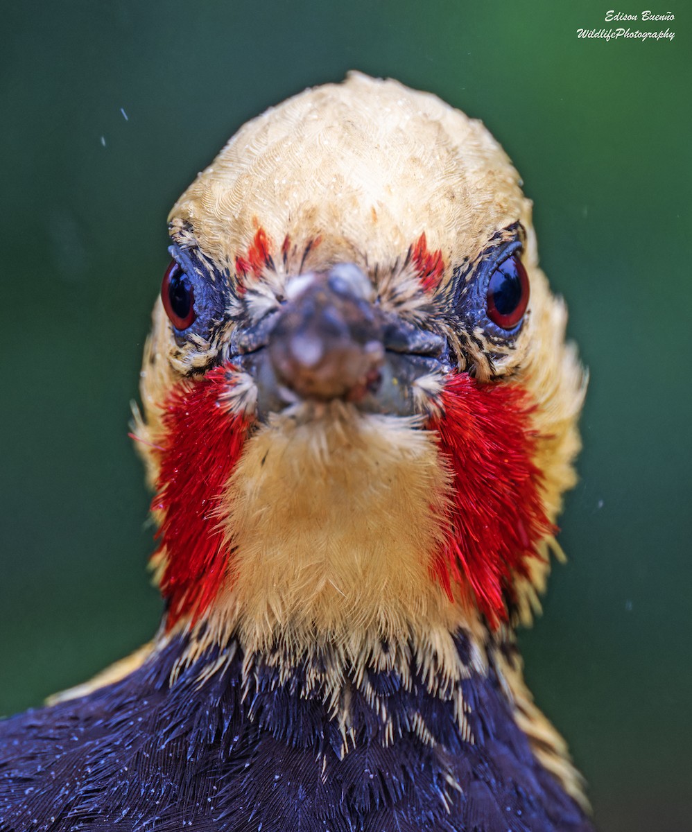 Blond-crested Woodpecker - ML620298942