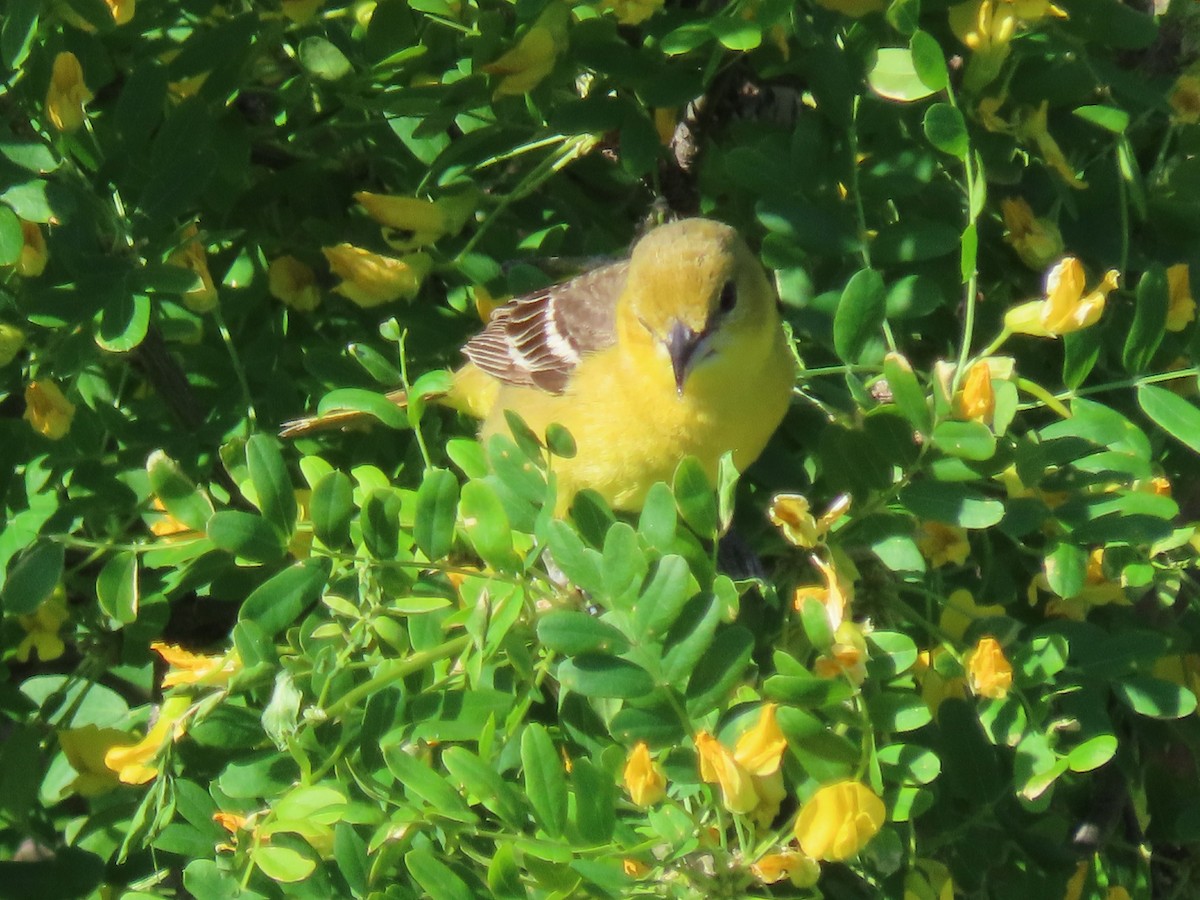 Orchard Oriole - Laurie Koepke