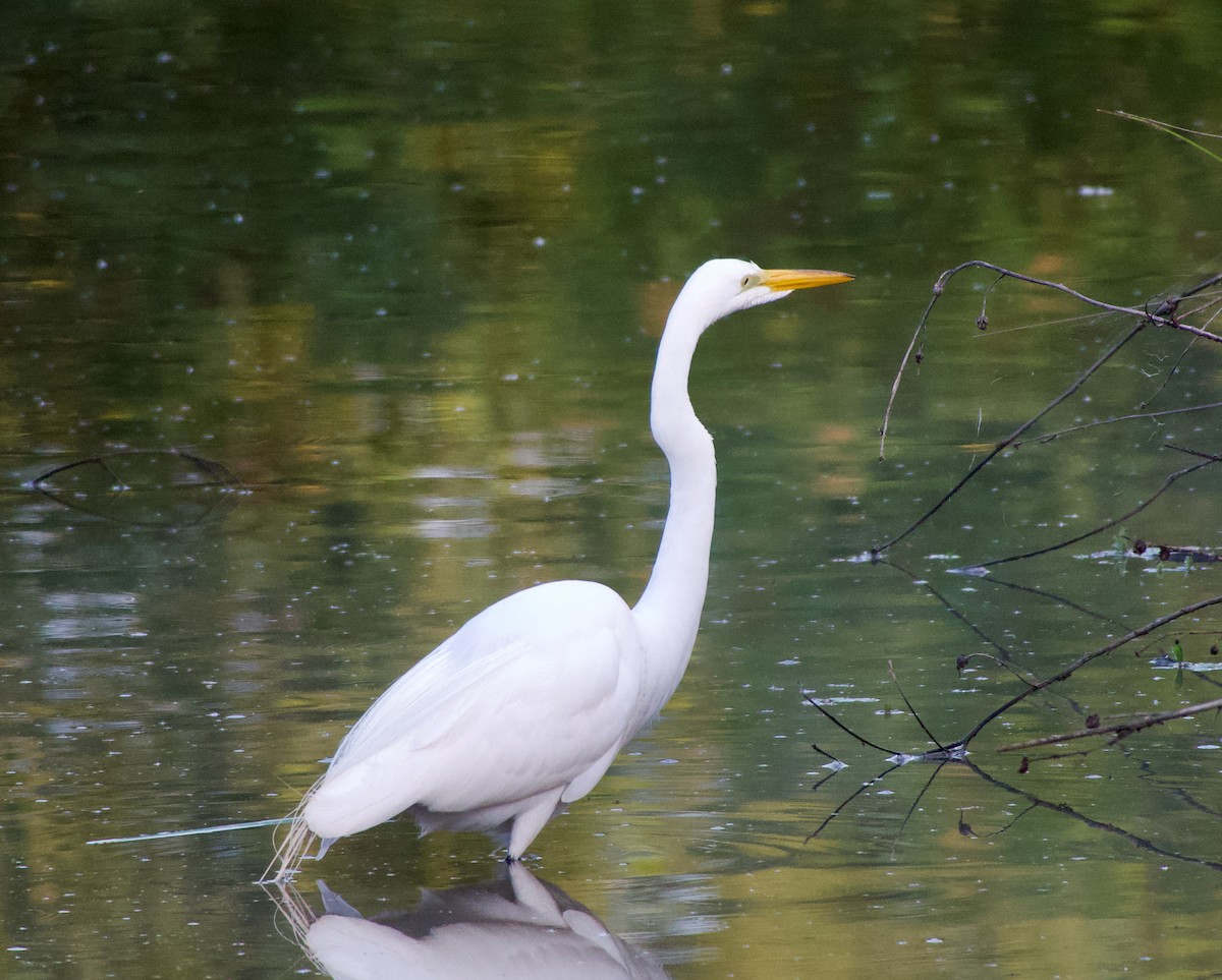 Great Egret - Jeff Tyson