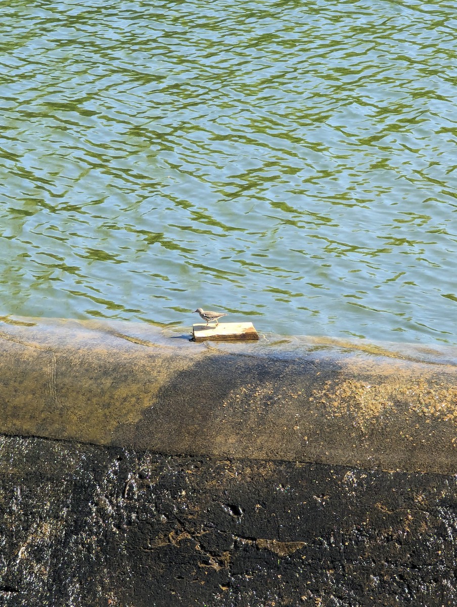 Spotted Sandpiper - ML620298950