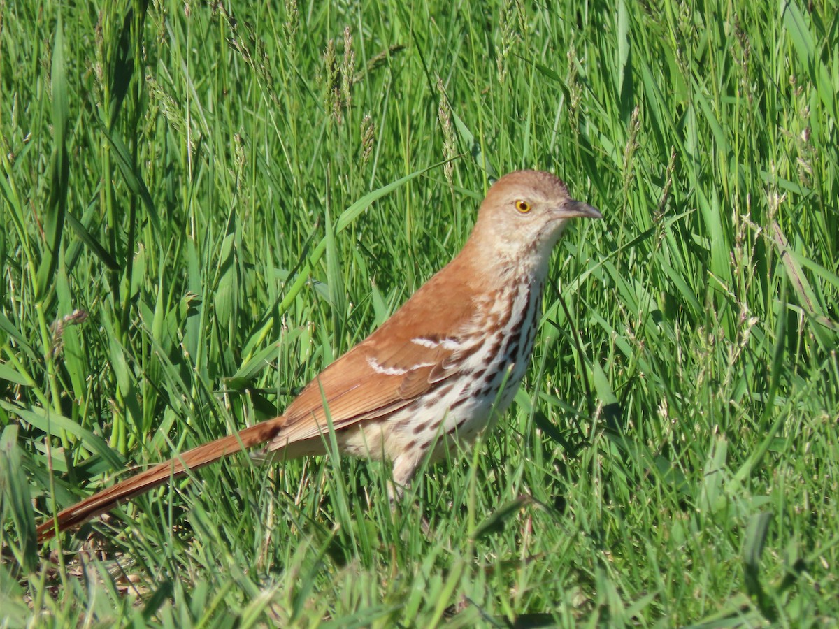 Brown Thrasher - ML620298954