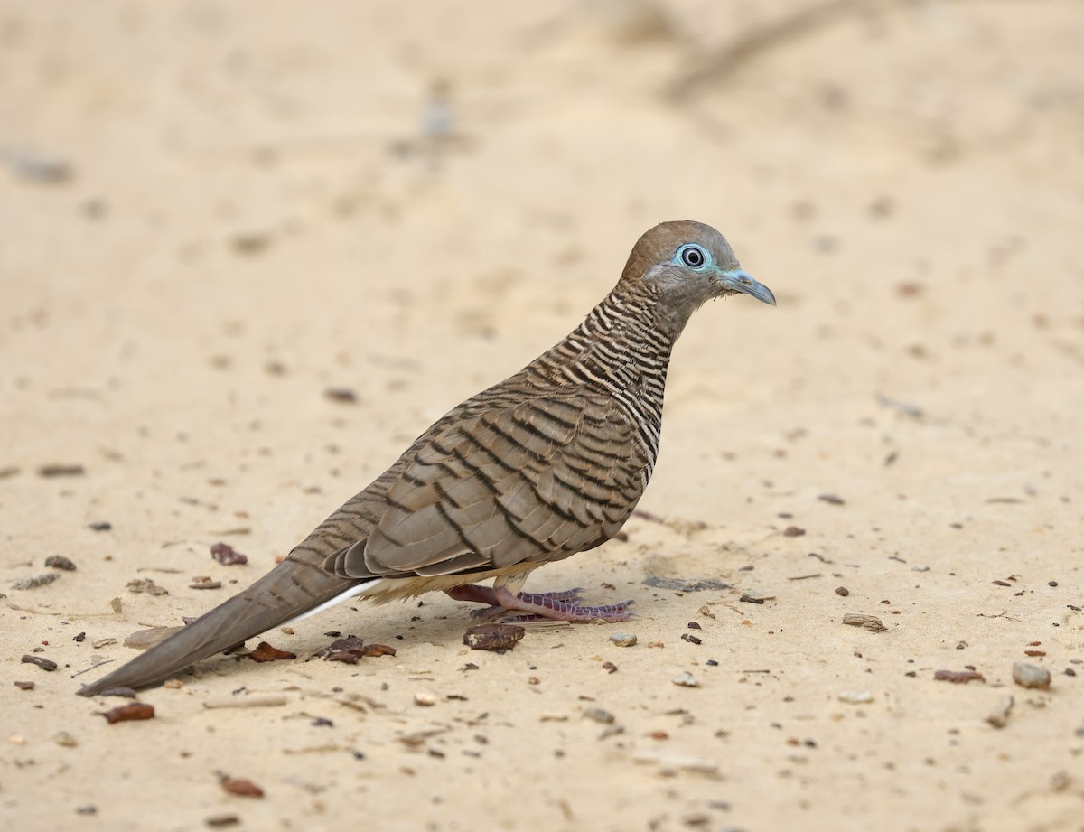 Zebra Dove - ML620298959