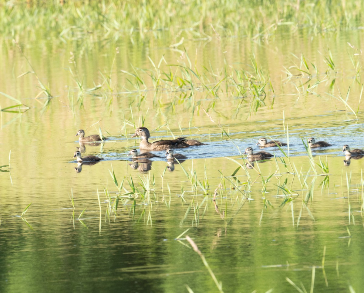 Wood Duck - ML620298961