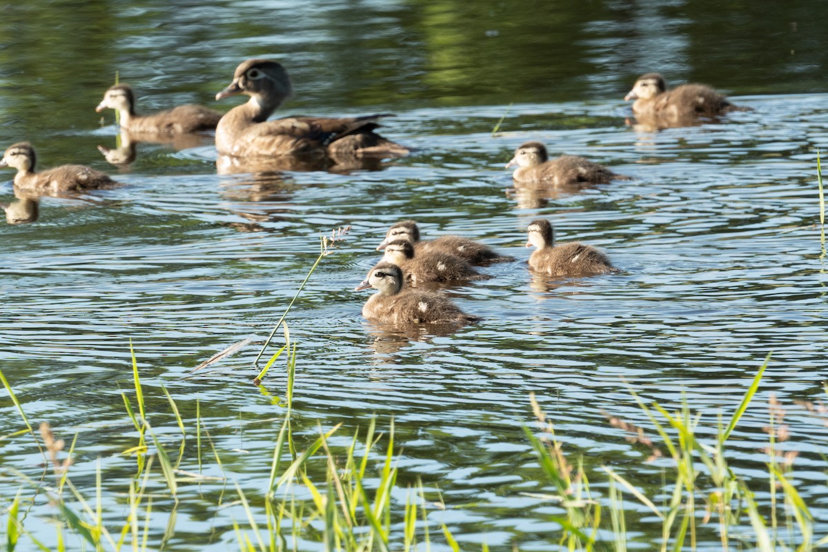 Wood Duck - ML620298963