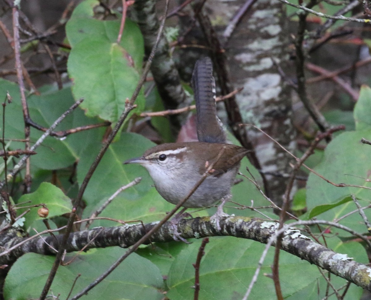 Bewick's Wren - ML620298965