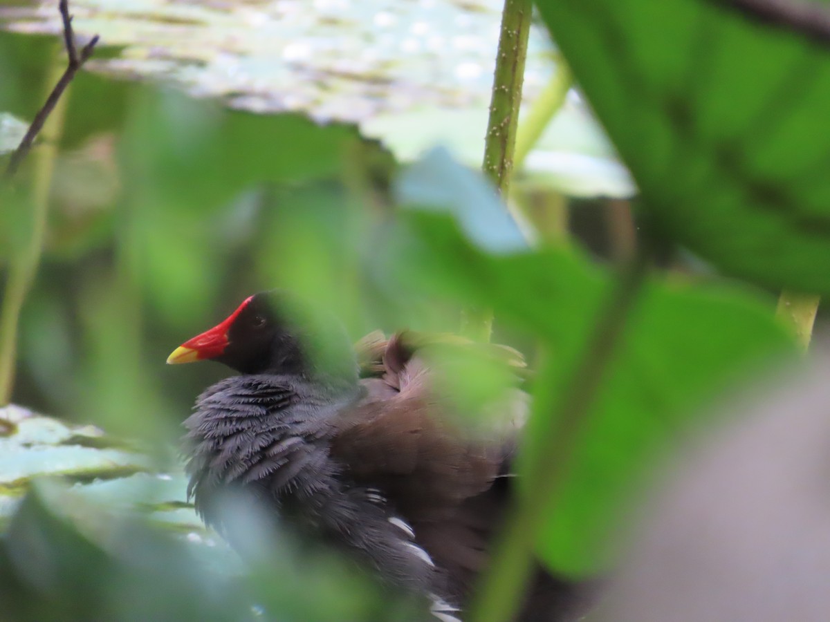 Eurasian Moorhen - ML620298967