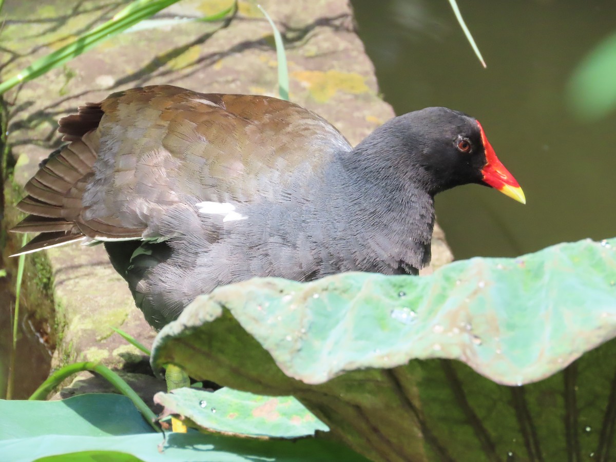 Eurasian Moorhen - ML620298970