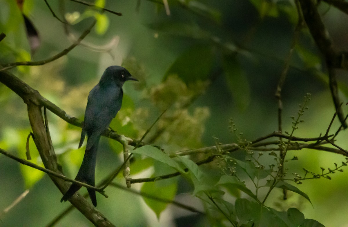 Ashy Drongo - ML620298975