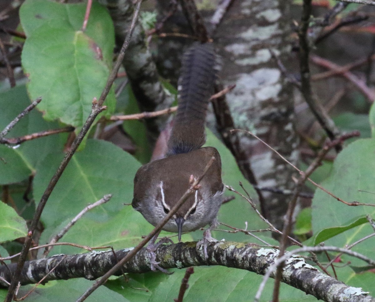 Bewick's Wren - ML620298976