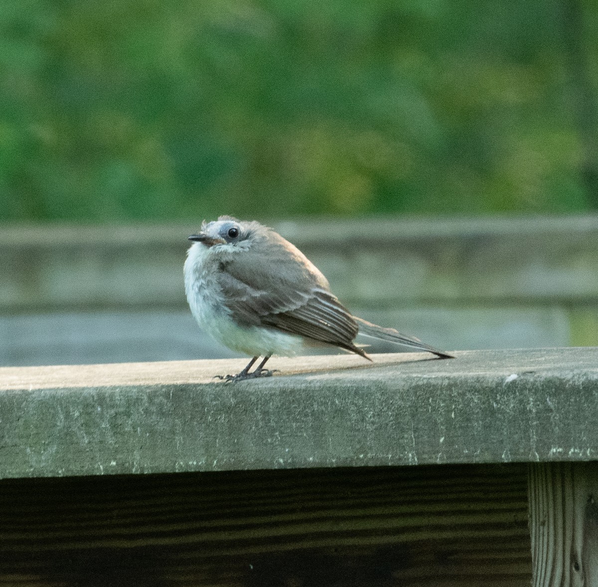 Eastern Phoebe - ML620298977