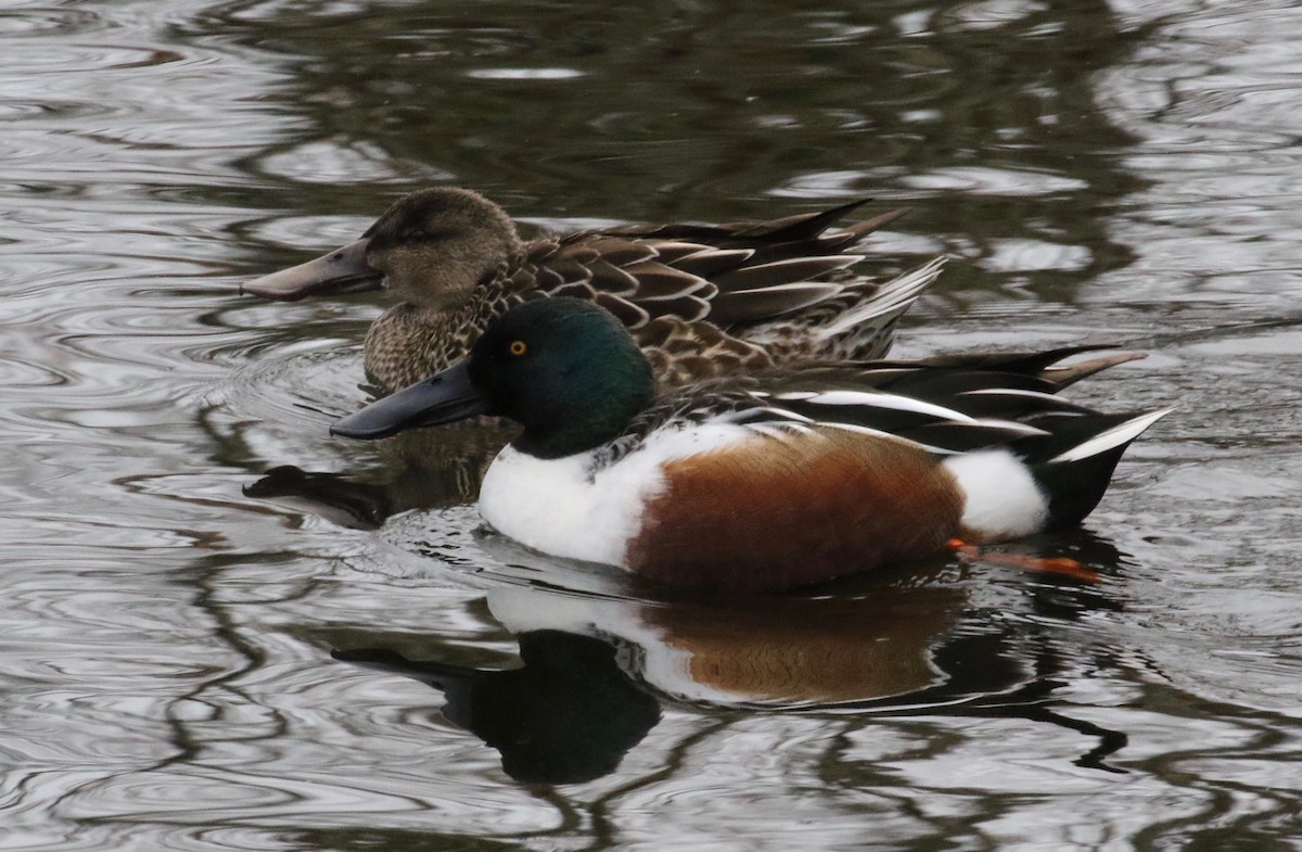 Northern Shoveler - ML620298981