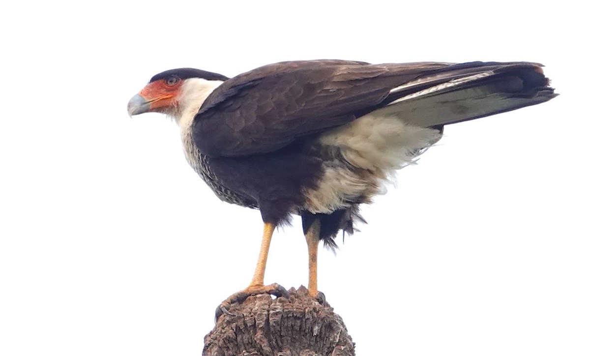 Crested Caracara - ML620298982