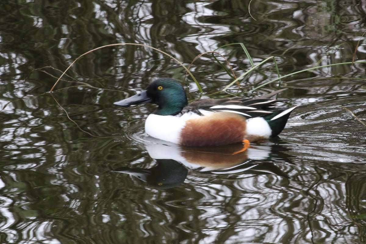 Northern Shoveler - ML620298986