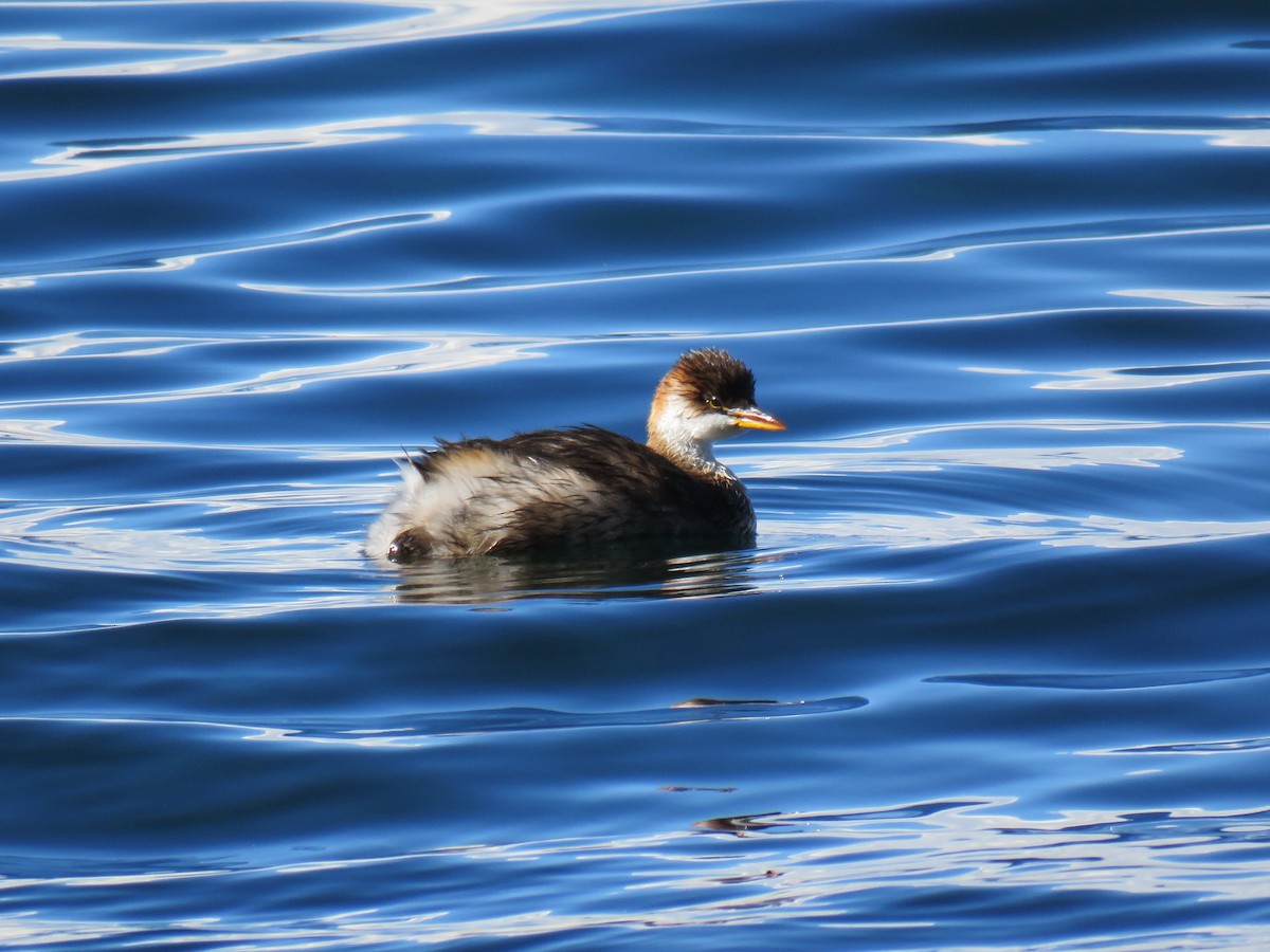 Titicaca Grebe - ML620299008