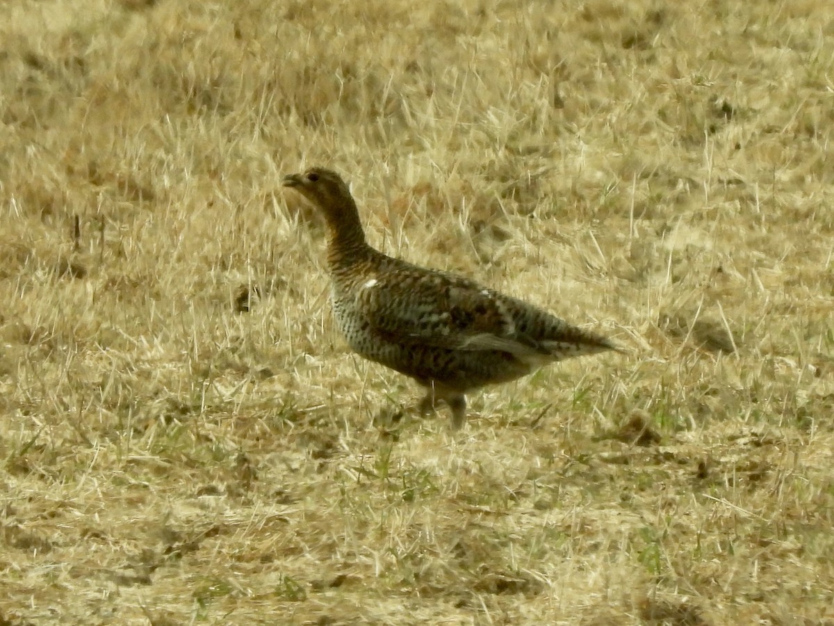 Black Grouse - ML620299012