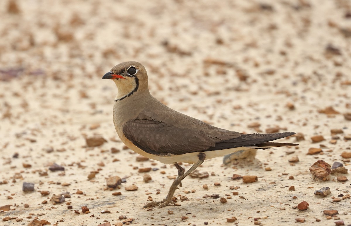 Oriental Pratincole - ML620299019