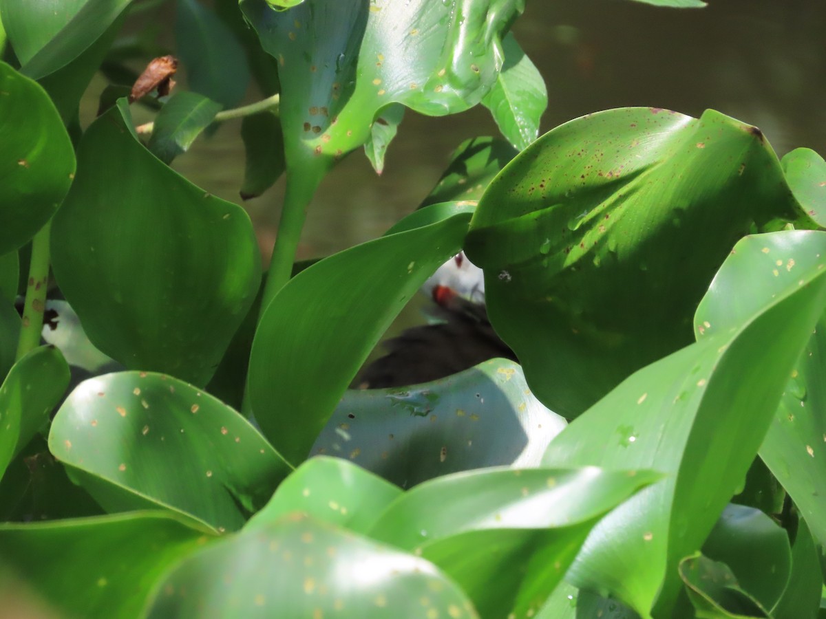 White-breasted Waterhen - ML620299021