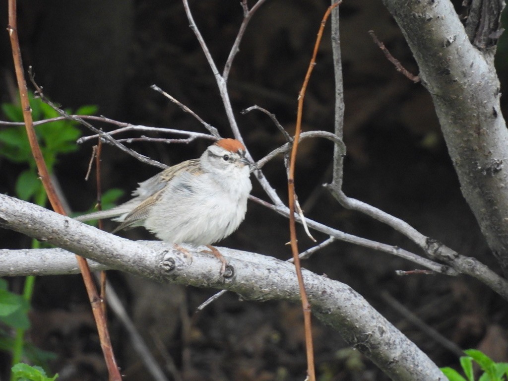 Chipping Sparrow - ML620299023