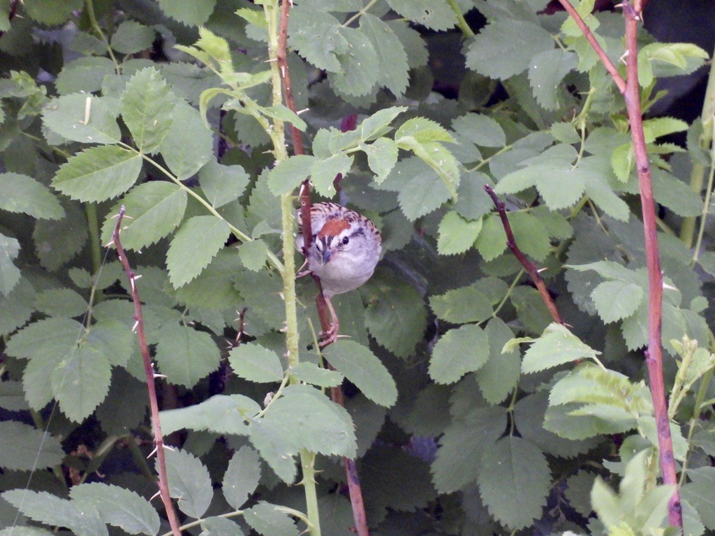 Chipping Sparrow - ML620299024