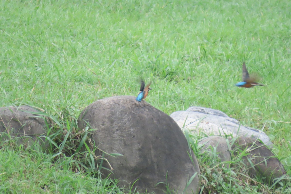 Common Kingfisher - ML620299028