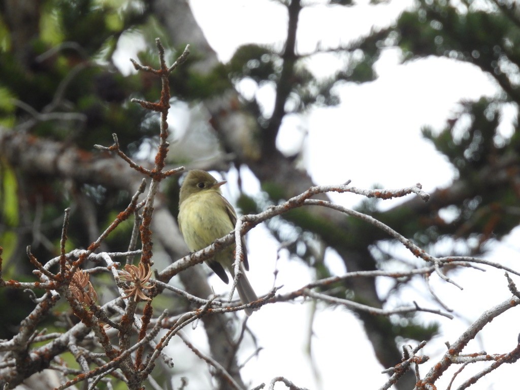 Western Flycatcher (Cordilleran) - Beth Bruckheimer