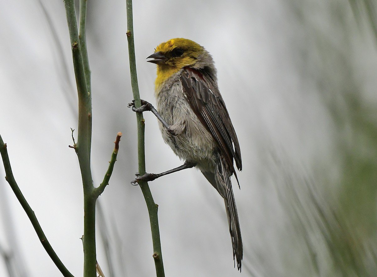 Pájaro Moscón Baloncito - ML620299032