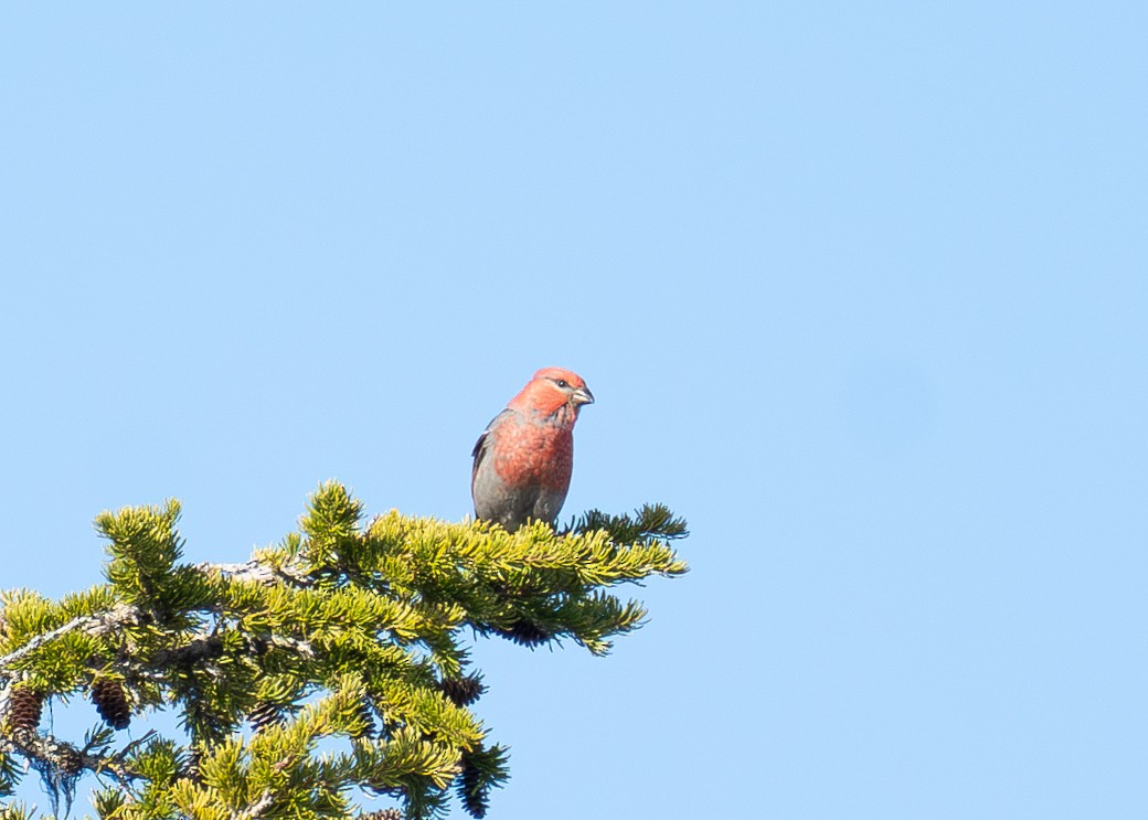 Pine Grosbeak - ML620299038