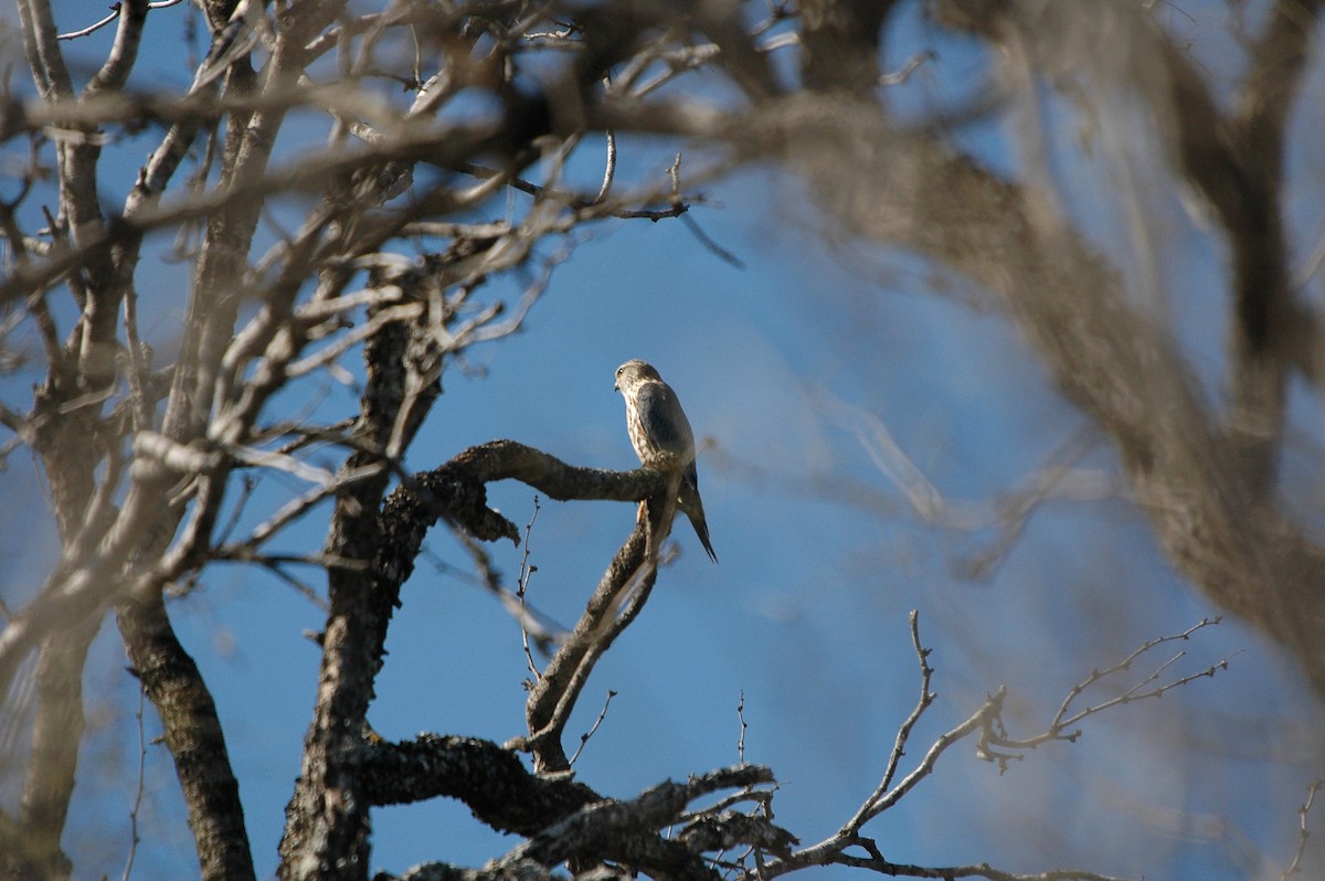 Merlin (Prairie) - ML620299042