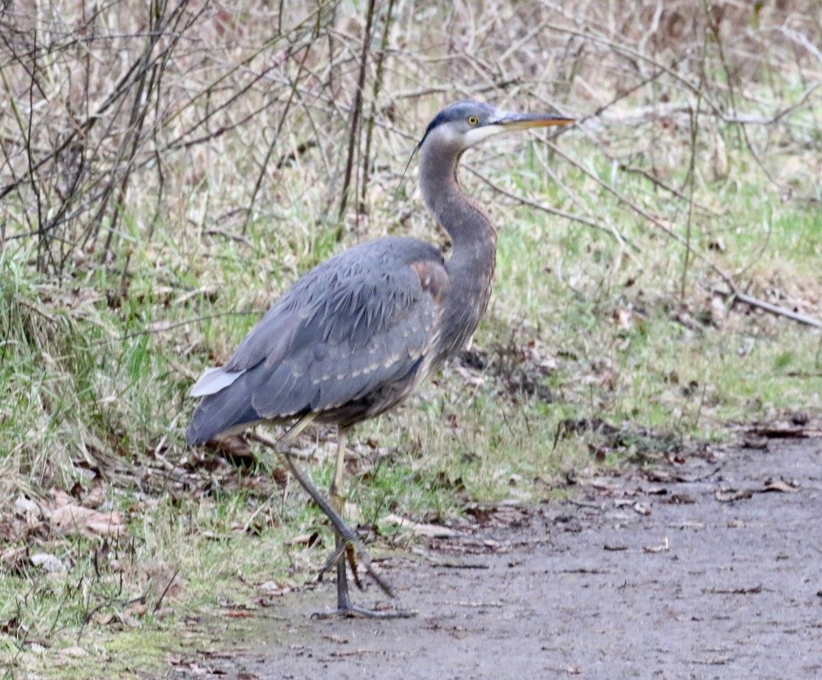 Great Blue Heron - ML620299048