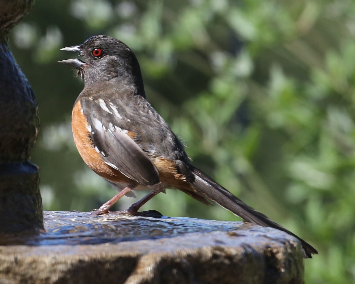 Spotted Towhee - ML620299049
