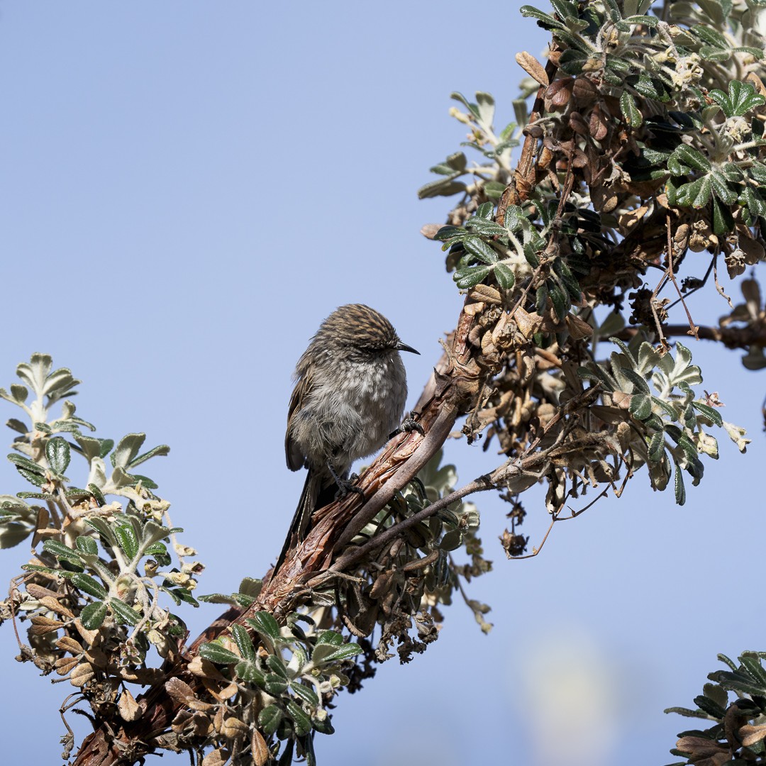 Streaked Tit-Spinetail - ML620299052