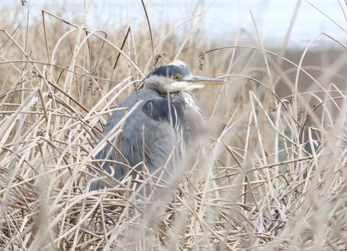 Great Blue Heron - ML620299055