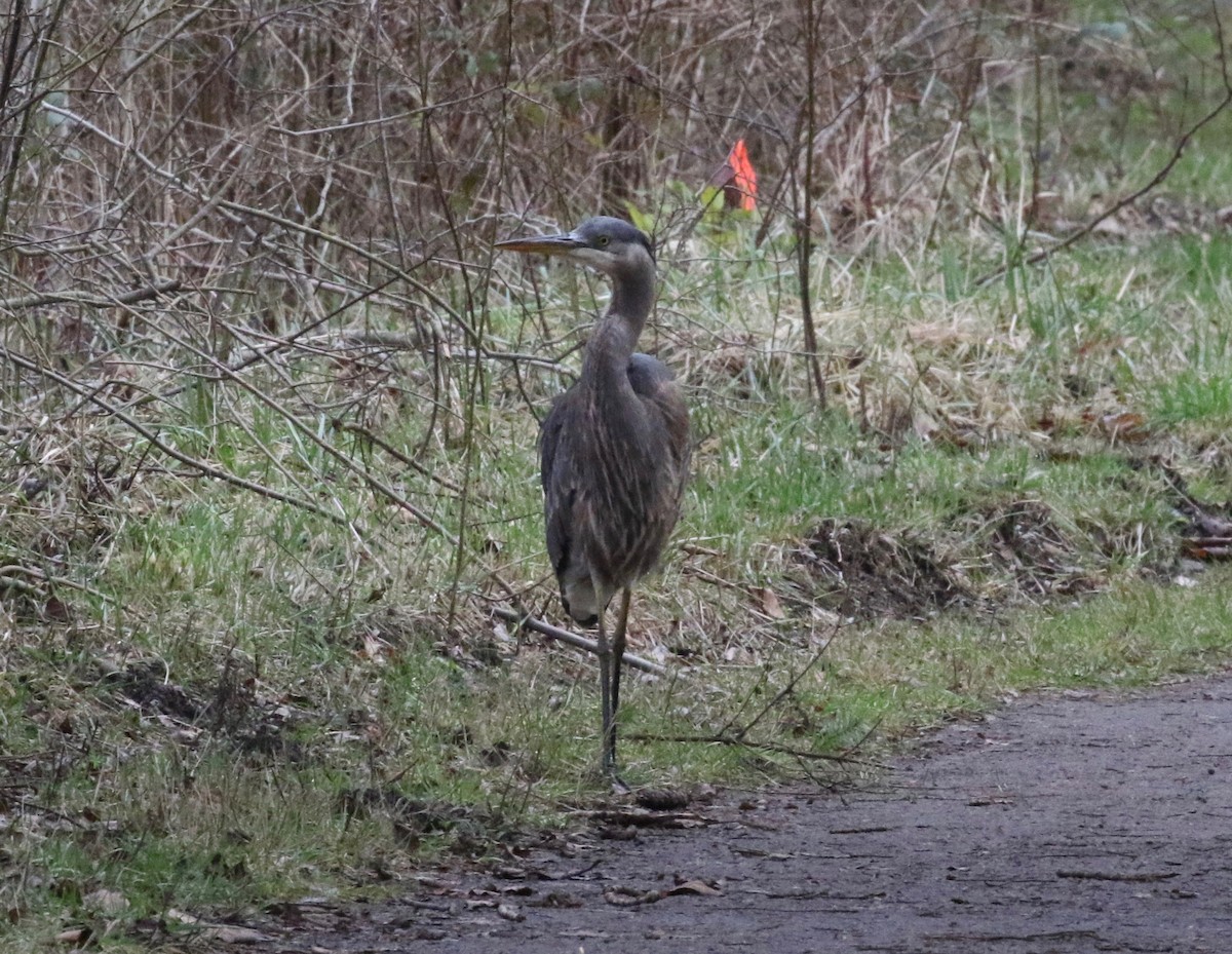 Great Blue Heron - ML620299056