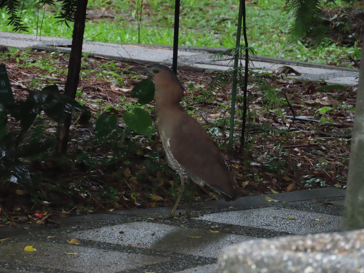 Malayan Night Heron - ML620299062