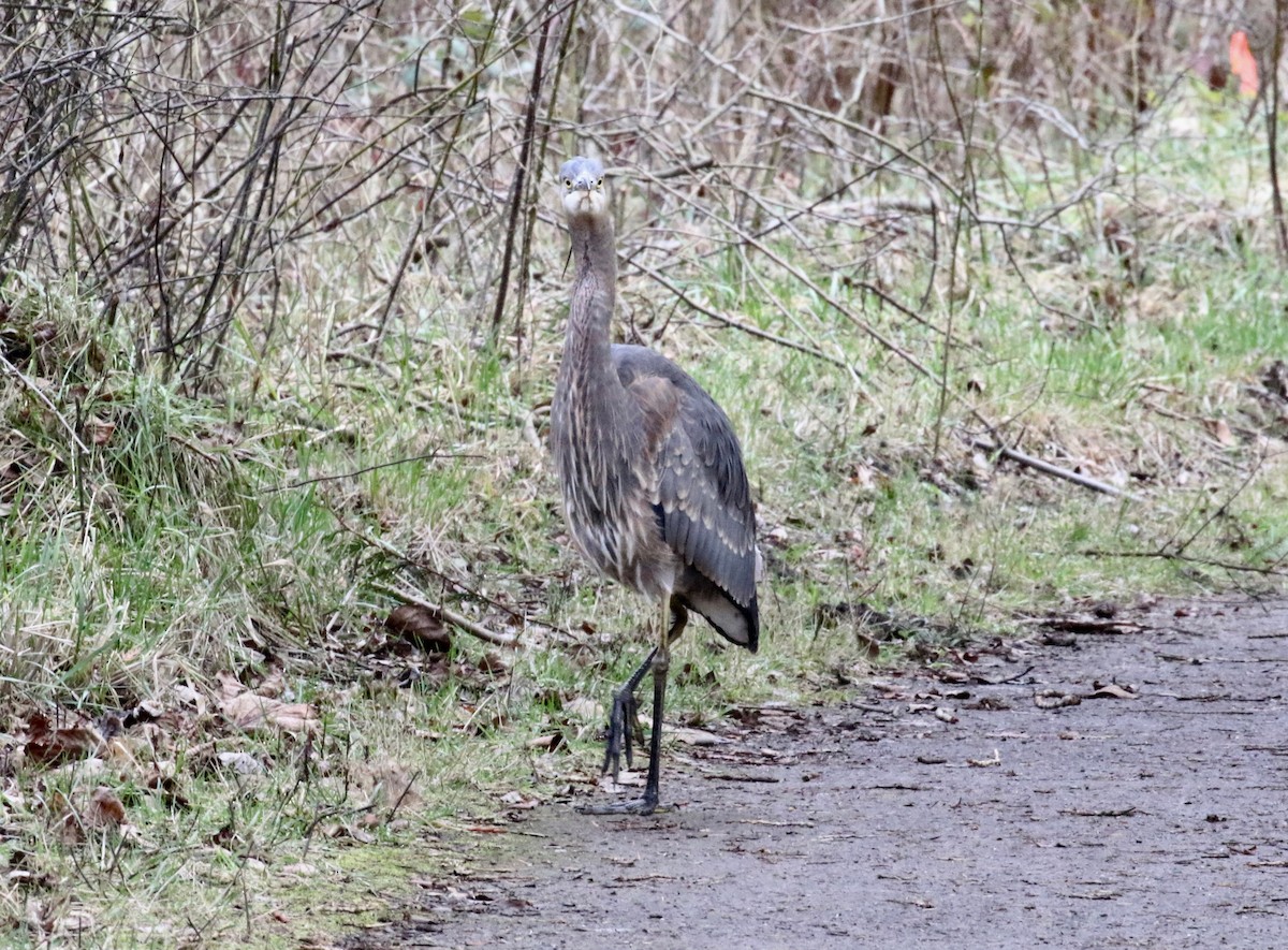 Great Blue Heron - ML620299064