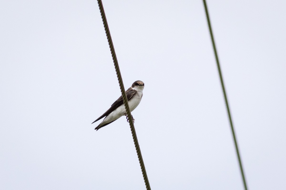 Tree Swallow - ML620299066