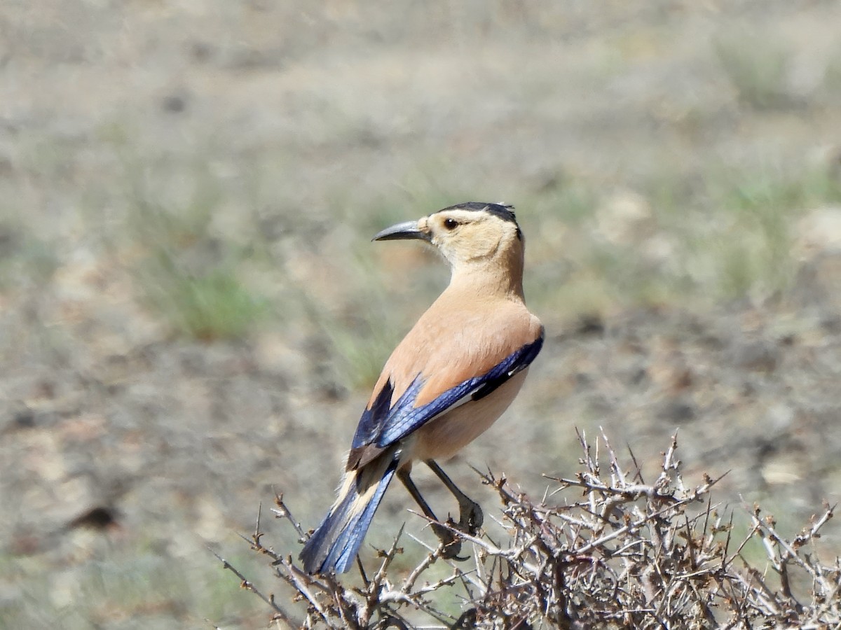 Mongolian Ground-Jay - ML620299067