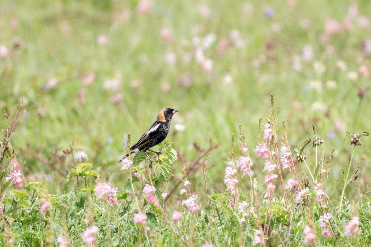 bobolink americký - ML620299075