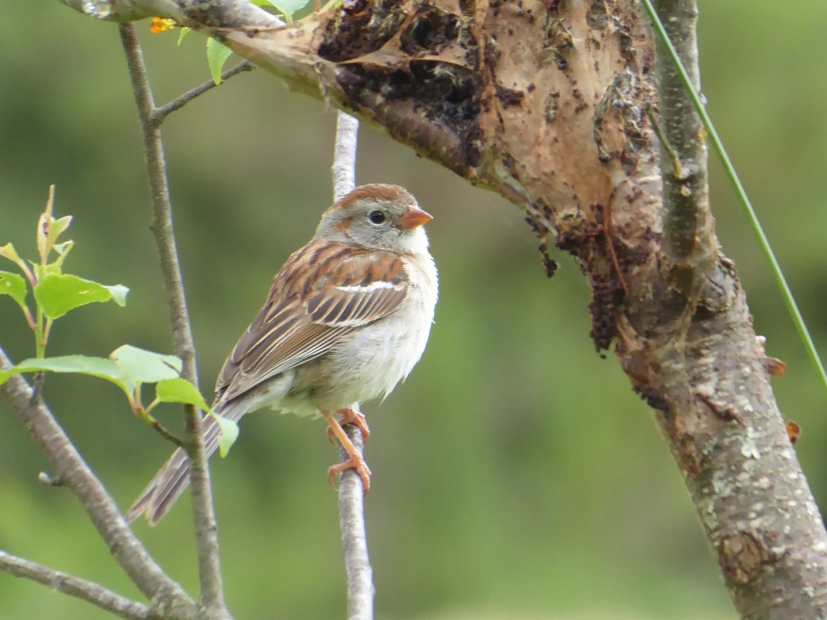 Field Sparrow - ML620299076