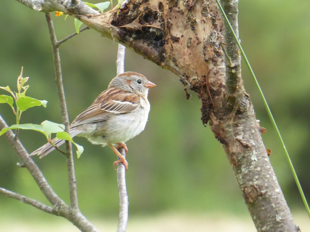 Field Sparrow - ML620299078