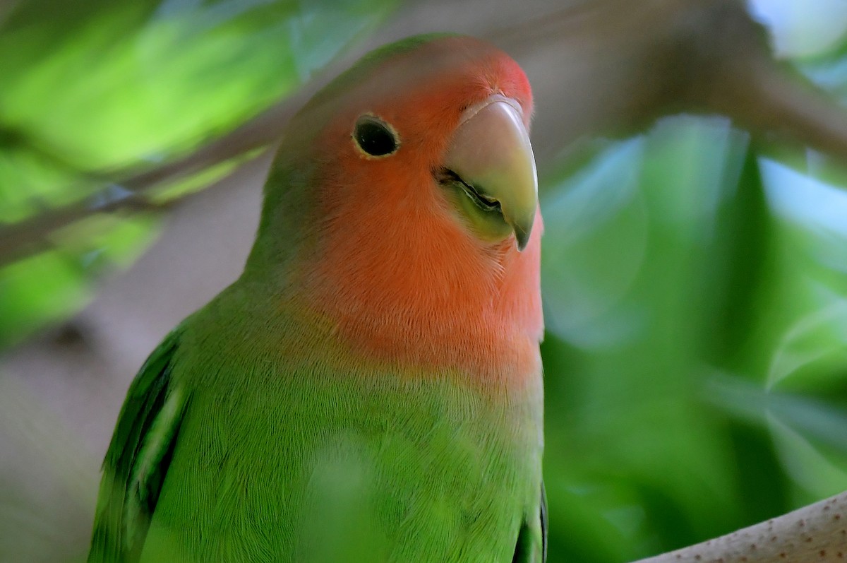 Rosy-faced Lovebird - ML620299083