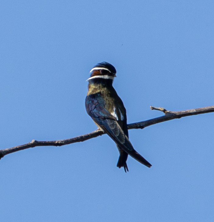 Whiskered Treeswift - ML620299086