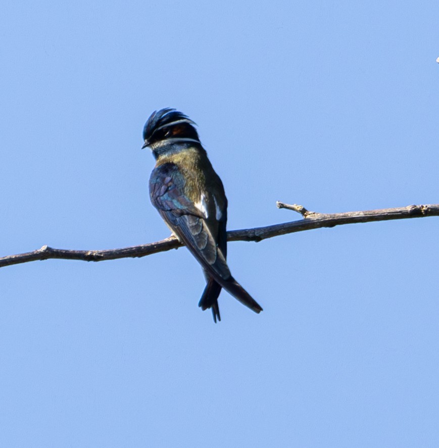 Whiskered Treeswift - ML620299092