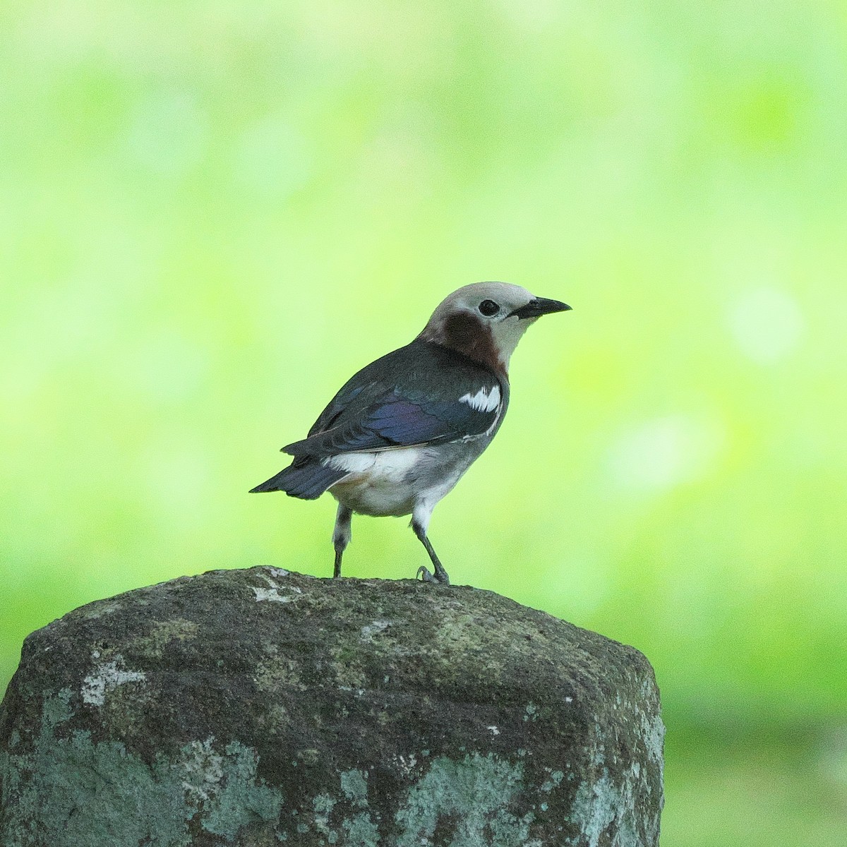 Chestnut-cheeked Starling - ML620299096