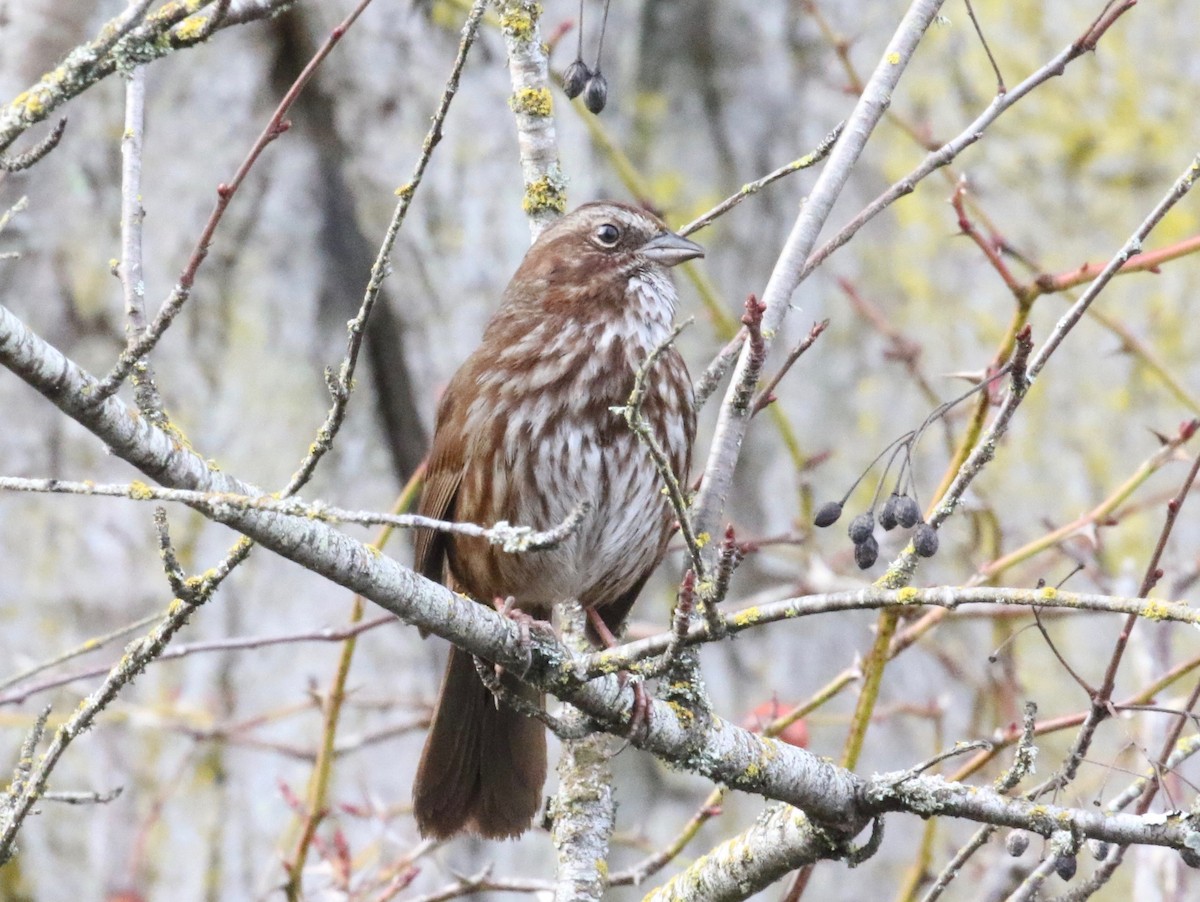 Song Sparrow - ML620299103